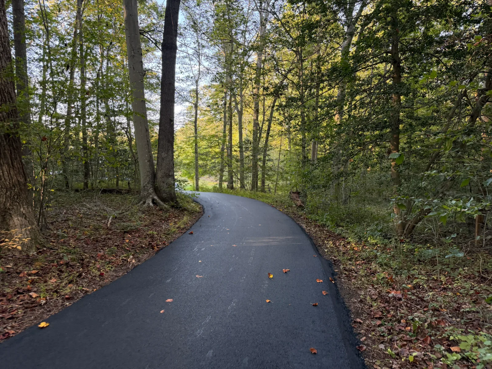 Newly paved dark asphalt driveway curving through a wooded area lined with tall hardwood trees and fallen leaves